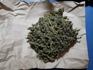 Zabezpieczona nielegalna uprawa marihuany