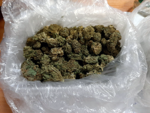 Na zdjęciu widoczny jest pojemnik plastikowy wyłożony folią z zawartością suszu roślinnego koloru zielonego -marihuany.
