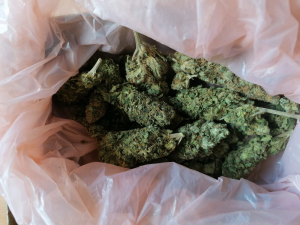 Na zdjęciu widoczne są zielone kwiatostany konopi indyjskich-marihuany w torebce foliowej koloru jasno-różowego.