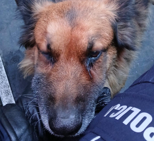 Zgłoszenie błąkającego się psa w rejonie trasy S8